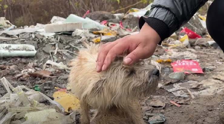 cane si fa accarezzare