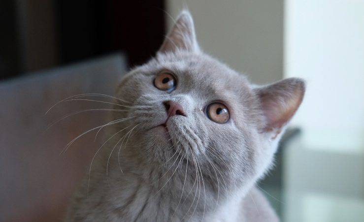 Gatto curioso