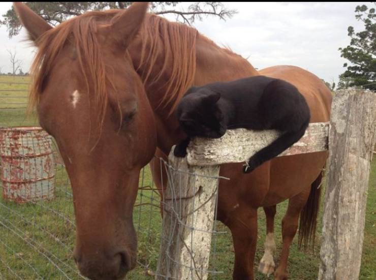 cavallo gatto Champy Morris