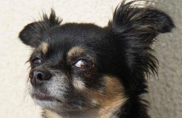 chihuahua 