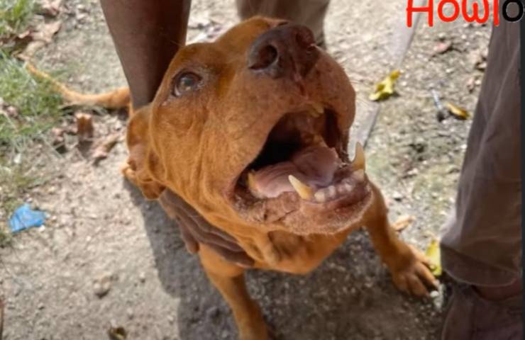 cane tumore 12 kg