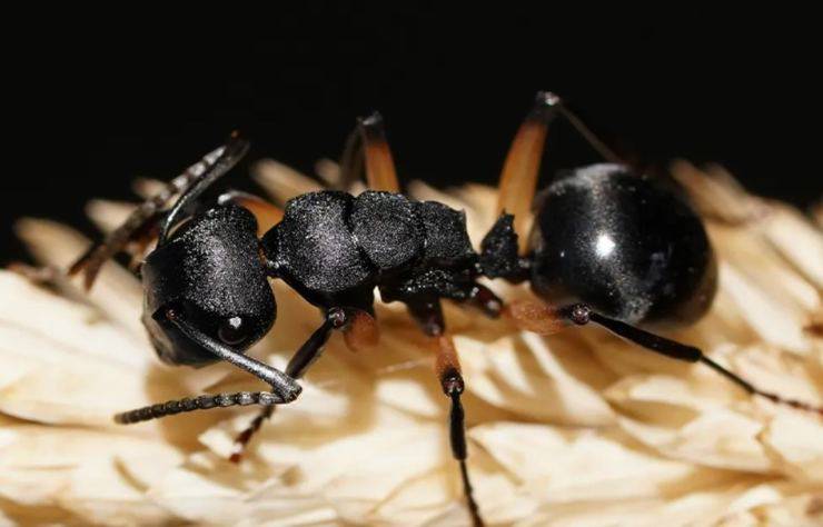 formica Polyrhachis femorata
