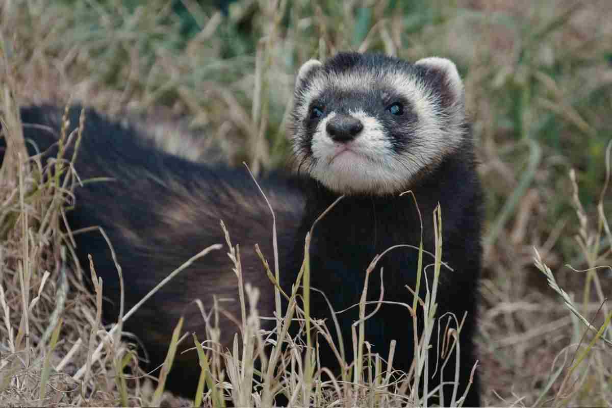 furetto
