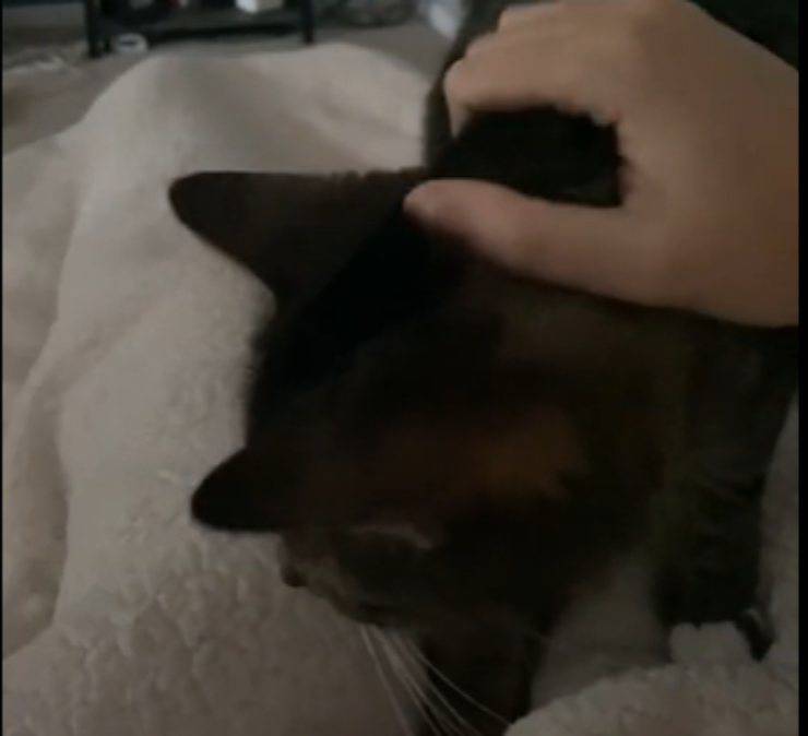 moglie triste micetti coccole