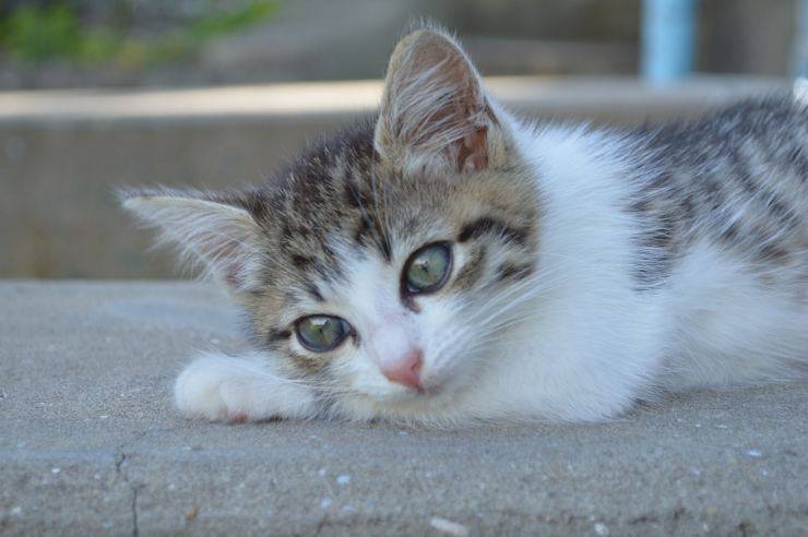 gattino 