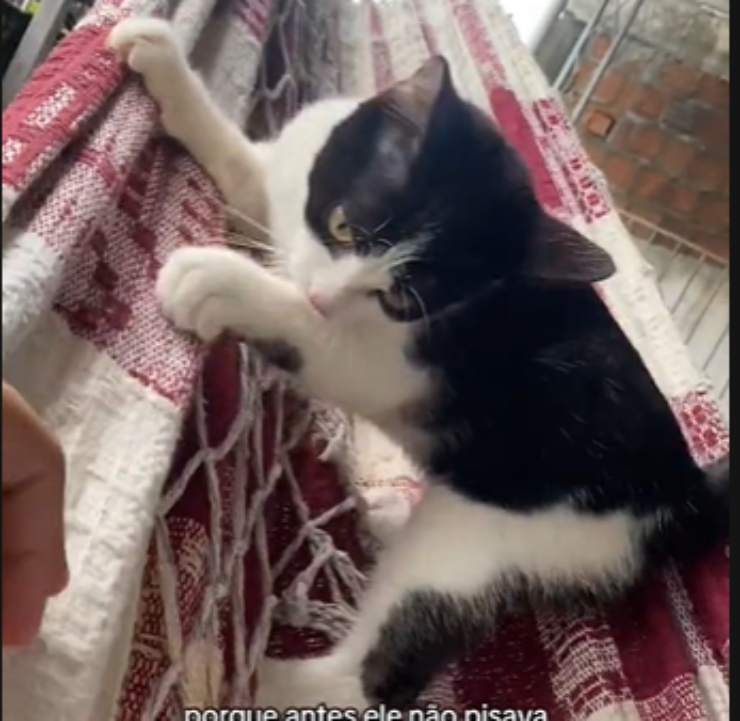 gatto Marquinhos zampa fratturata