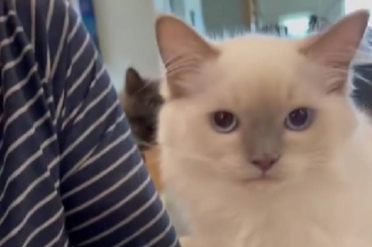 gattino bianco