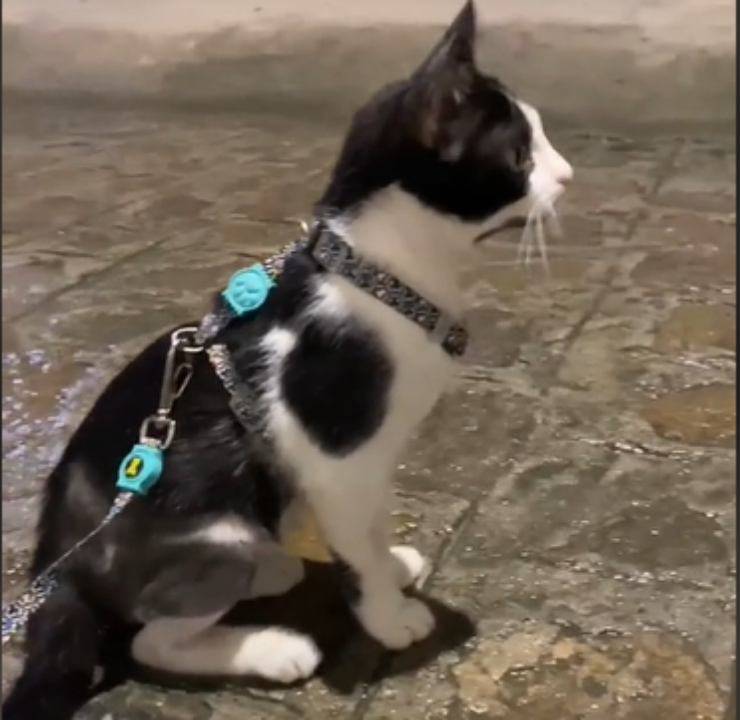 gatto Marquinhos operazione chirurgica