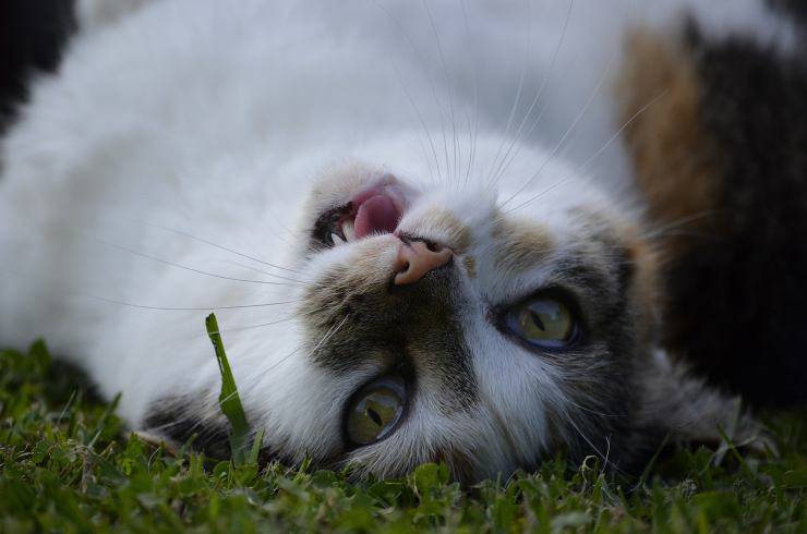 gatto a terra