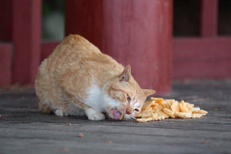 gatto affamato 
