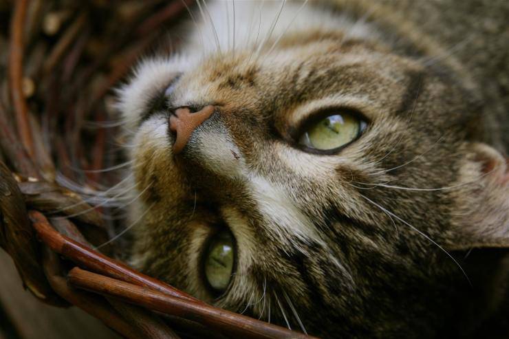 gatto affettuoso