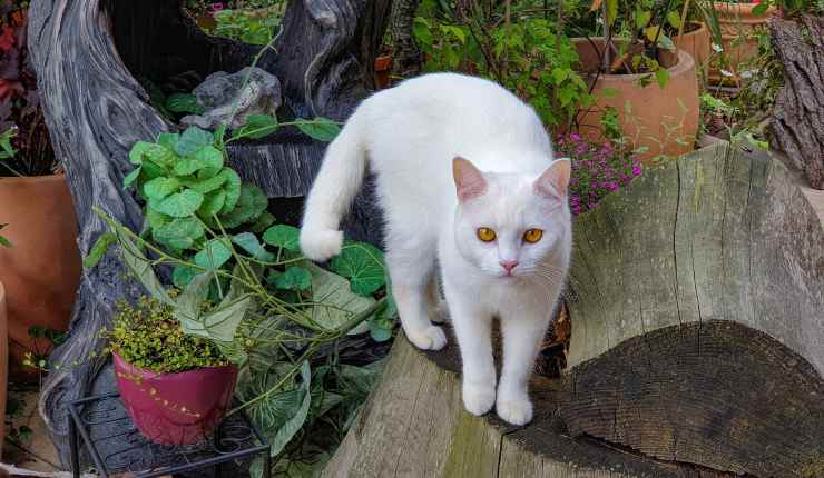 gatto bianco
