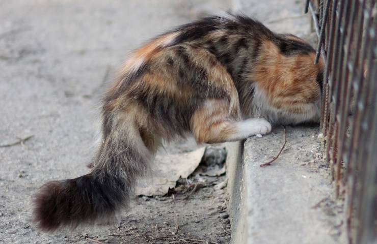 gatto cerca di intrufolarsi
