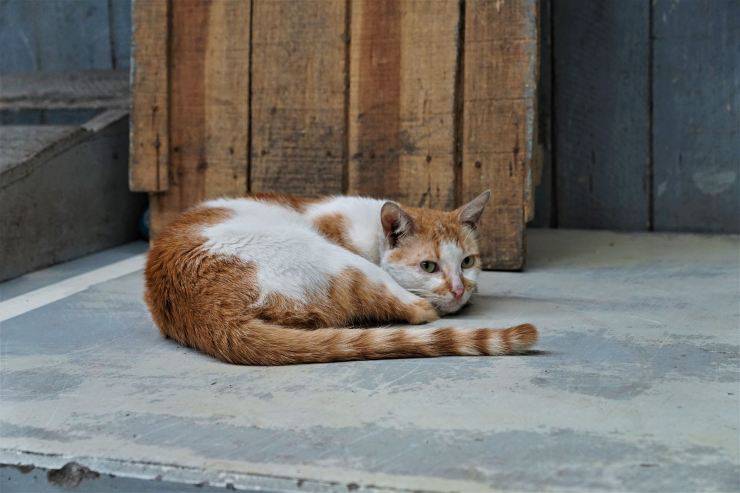 gatto disteso a terra