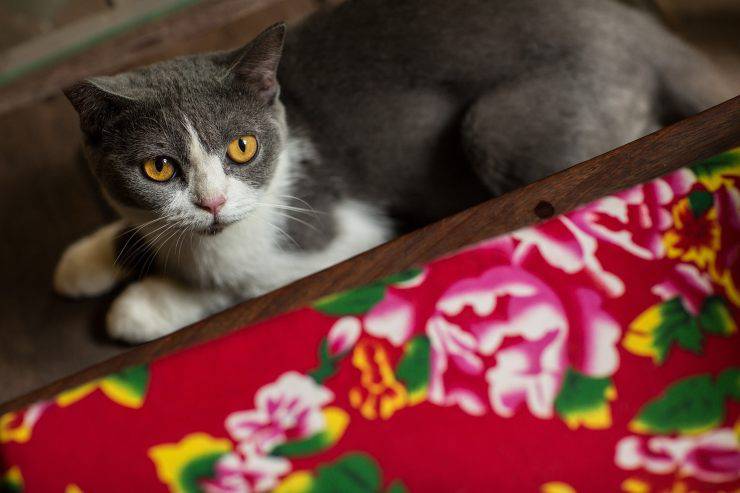 gatto domestico