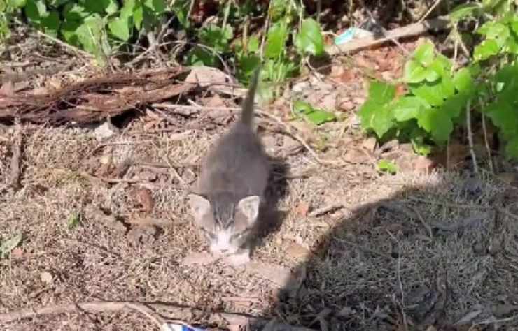 gatto esce dal cespuglio