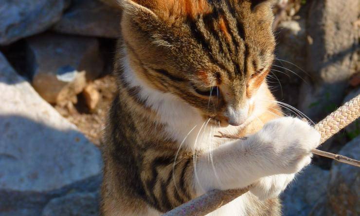 gatto gioca