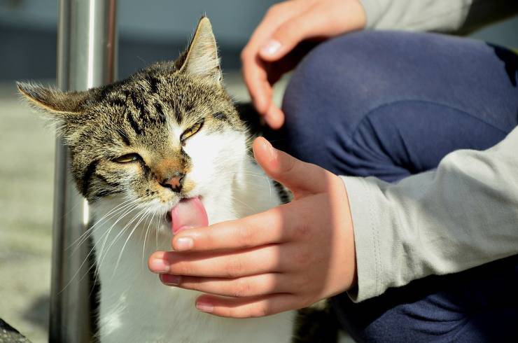 gatto lecca mano