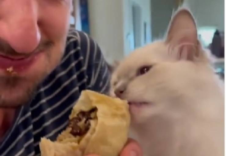 gatto mangia panino
