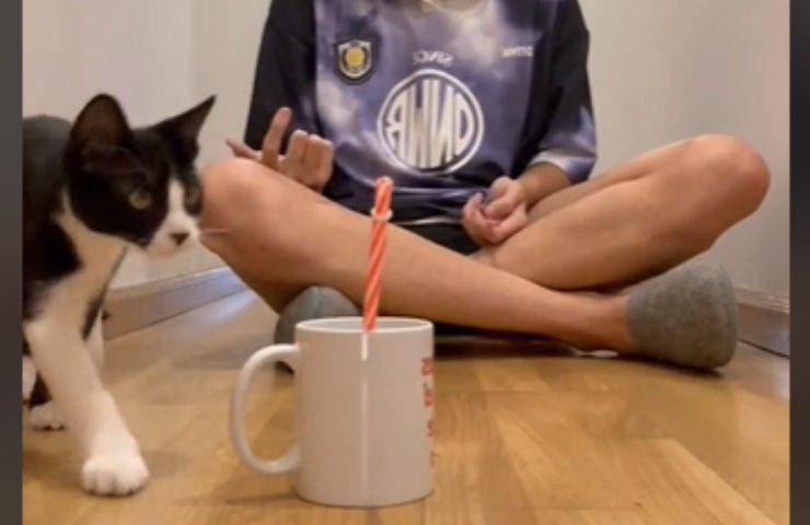 gatto oreo video tiktok