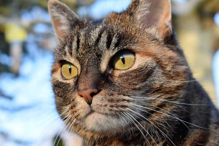 gatto in primo piano