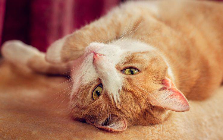 gatto rosso