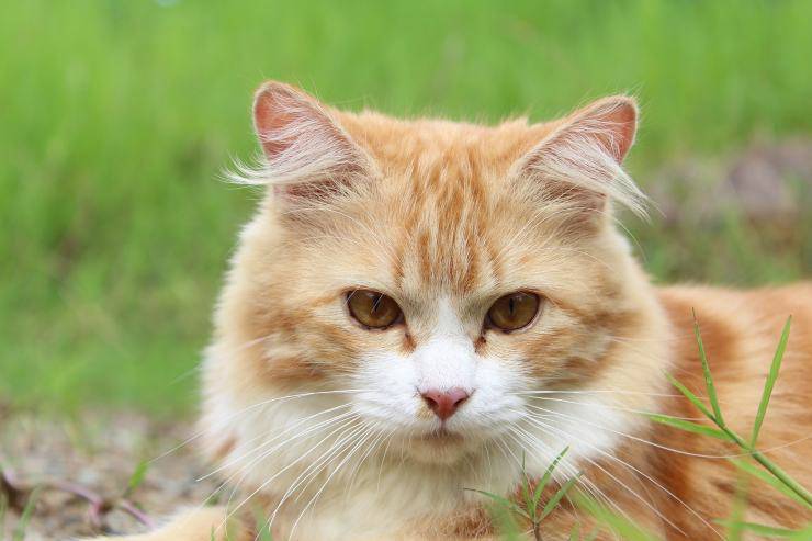 gatto rosso