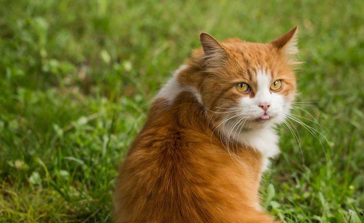 gatto rosso