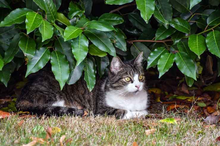 gatto sdraiato sotto una pianta 