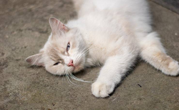 gatto si stiracchia