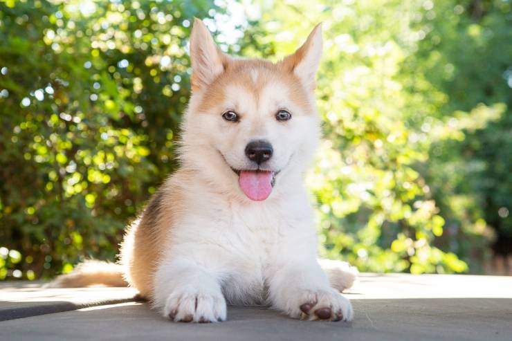 Cucciolo husky