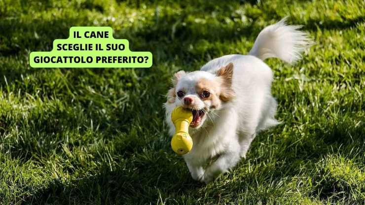 cane gioca