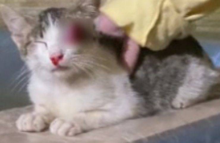 gatto impiccato occhio perso