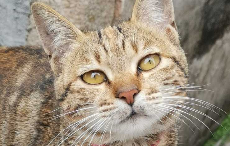 gatto dolce