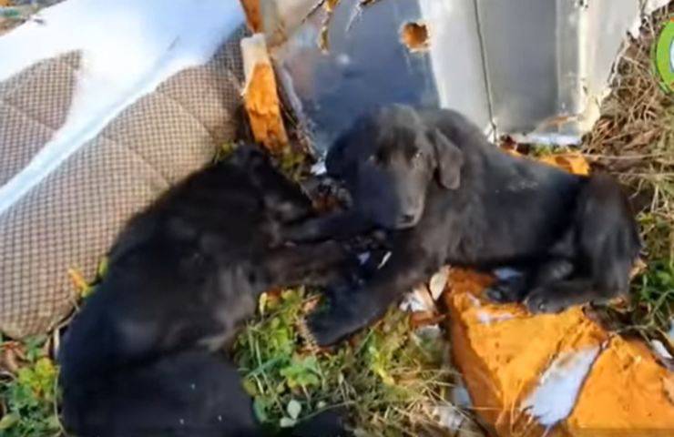 labrador vendute ammalate cucciole