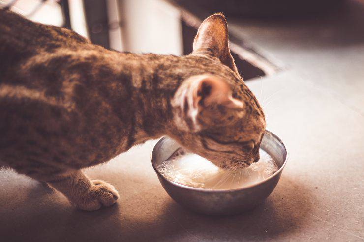 Il felino mentre beve dalla ciotola