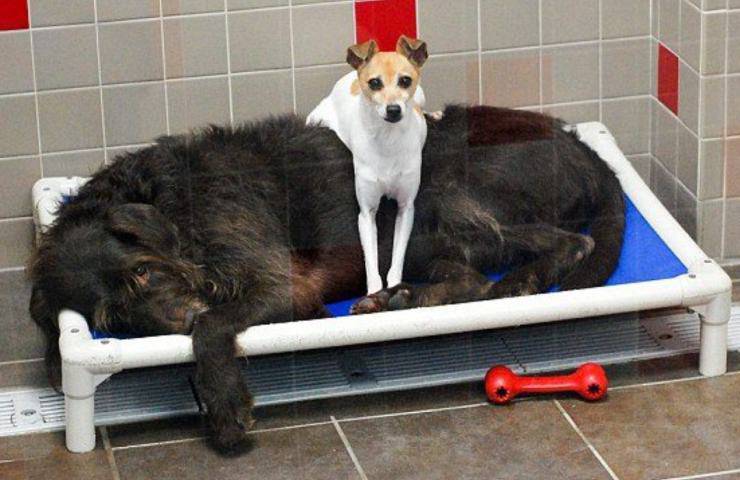 adottati cani abbandonati rifugio