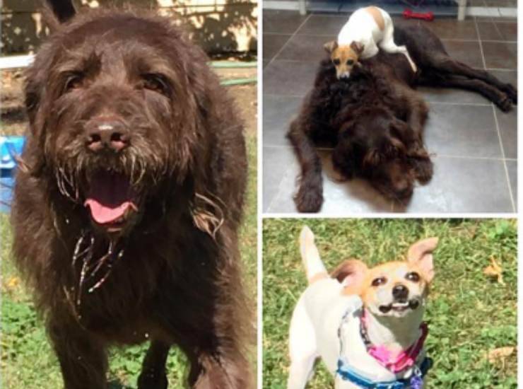 adottati cani insieme abbandonati