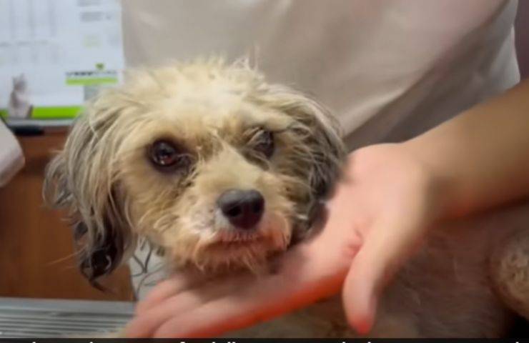cagnolina disabile operazione zampette