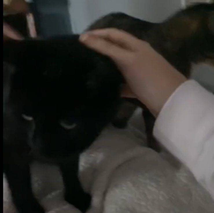 moglie triste accarezzare gatti
