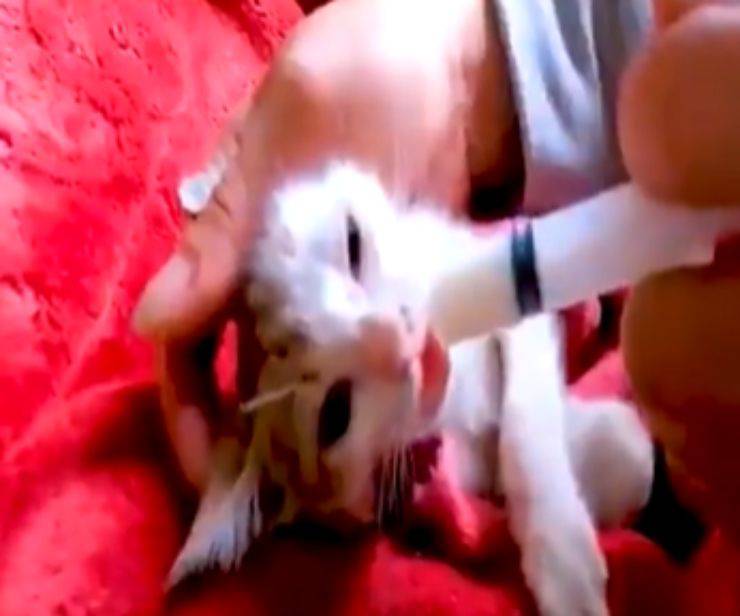 felino cucciolo moribondo ragazzo