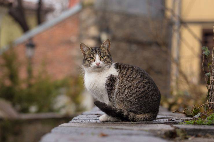 I gatti e la voce umana