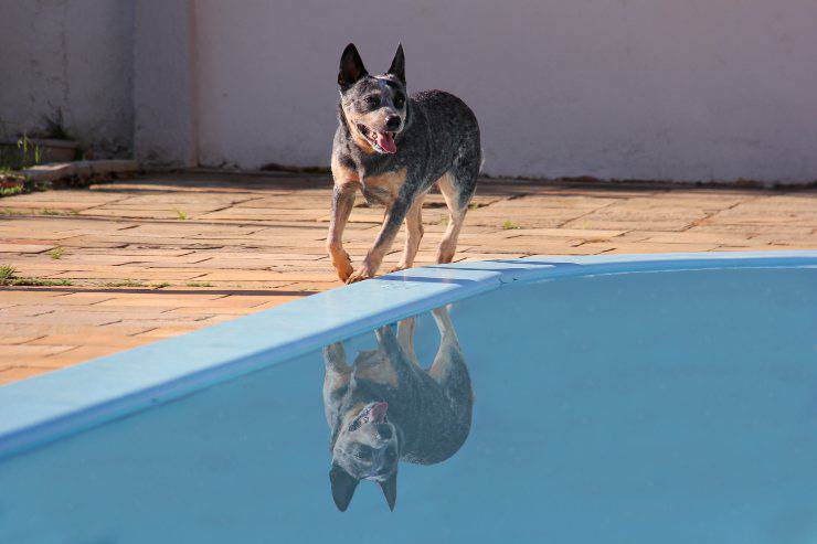 La salute del cane domestico