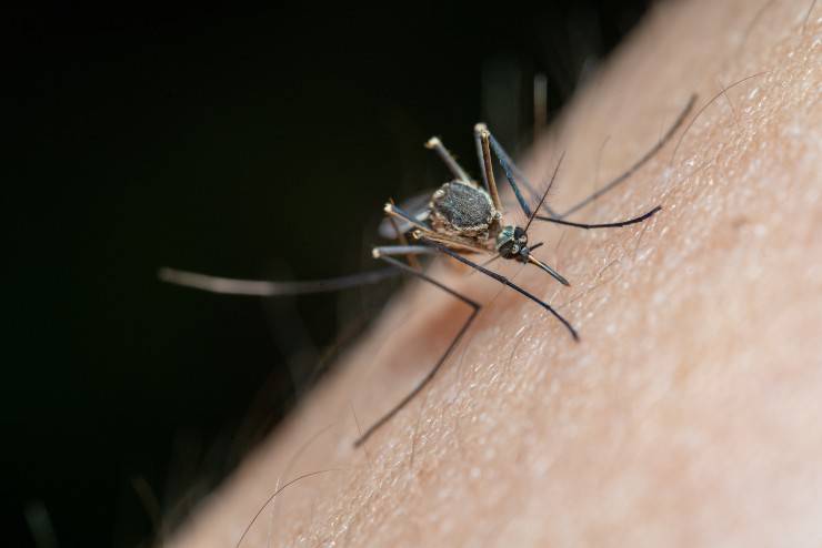 Rimedio contro mosche, vespe e zanzare