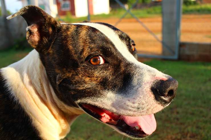 pitbull simpatico