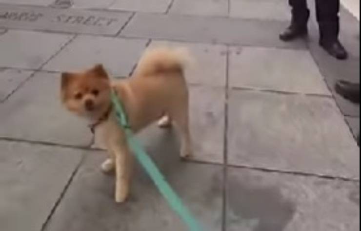 pomerania