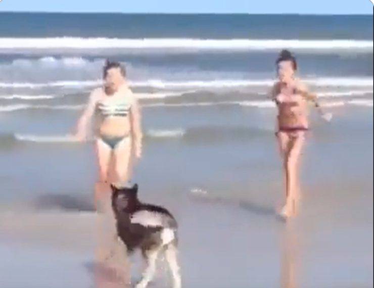 husky ragazze ruota imita