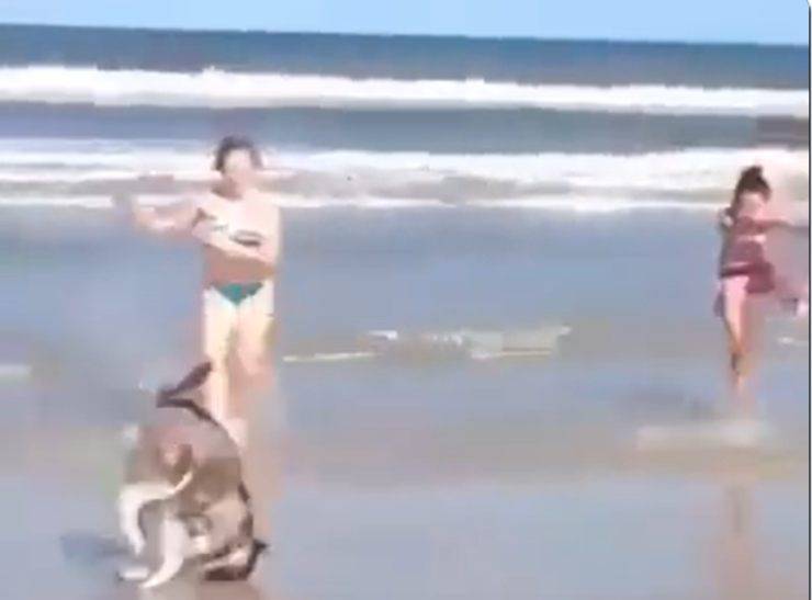 husky ruota ragazze spiaggia
