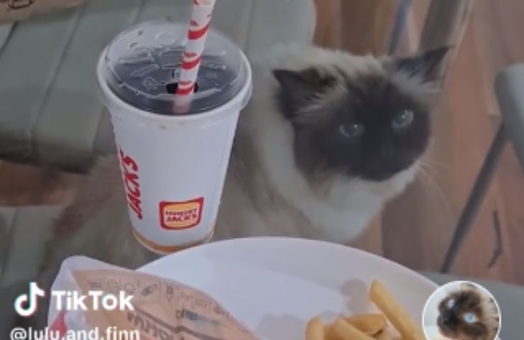 protesta tavolo gattino pranzo