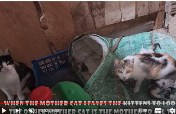 turchia gatti mamma piccoli